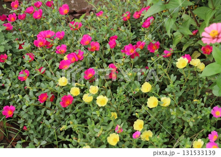 秋の公園に咲く色とりどりのポーチュラカの花 秋の公園に咲く色とりどりのポーチュラカの花 131533139