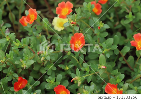 秋の公園に咲くオレンジ色のポーチュラカの花 秋の公園に咲くオレンジ色のポーチュラカの花 131533256