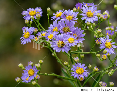 シオンの花 シオンの花 131533273