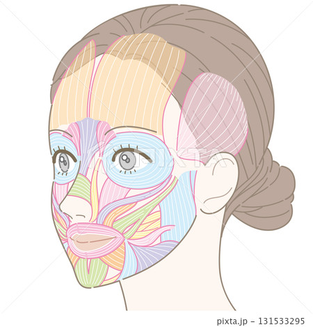 斜めの角度から見た顔の筋肉（名称なし） 131533295