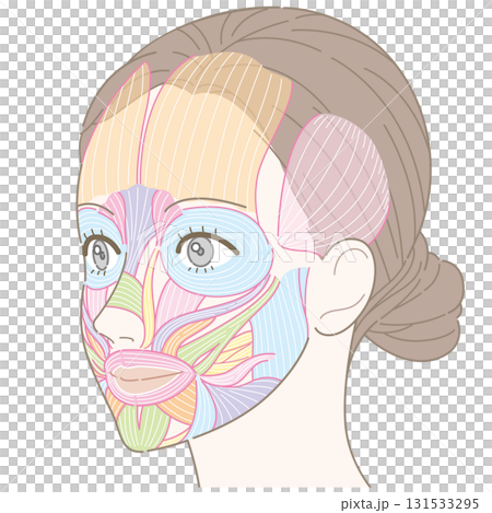 從斜角度看的臉部肌肉(未命名) 從斜角度看的臉部肌肉(未命名) 131533295