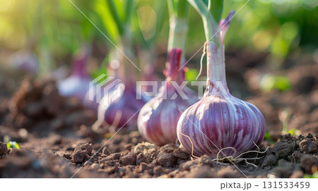 Harvesting fresh garlic bulbs in a vegetable garden during late summer 131533459