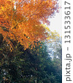 紅葉したモミジ 131533617