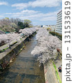 桜咲く春の河川敷 131533619