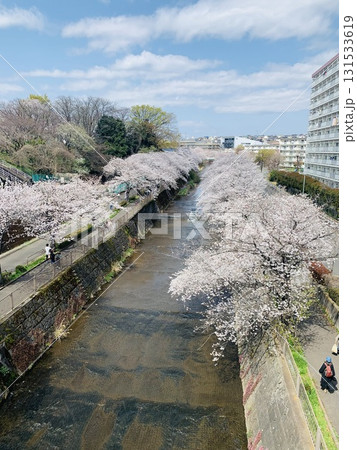桜咲く春の河川敷 桜咲く春の河川敷 131533619