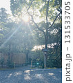 太陽が差し込む森林 131533705