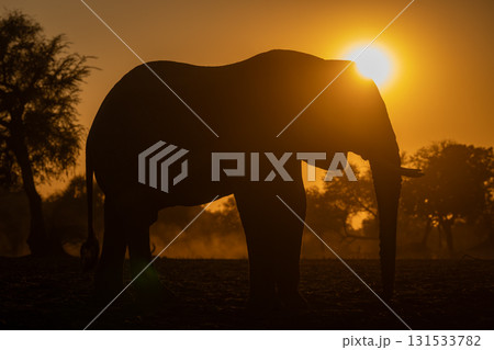 African bush elephant stands silhouetted at sunrise African bush elephant stands silhouetted at sunrise 131533782