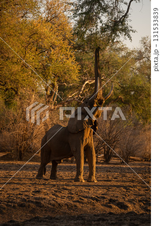 African elephant stands reaching up for branch African elephant stands reaching up for branch 131533839
