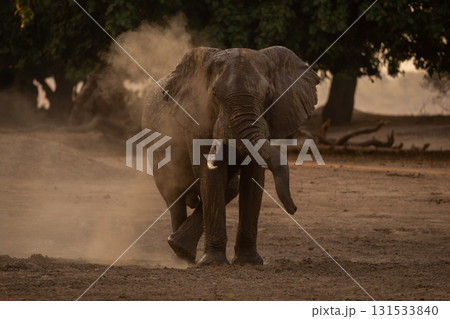 African elephant stands scratching foot in dust African elephant stands scratching foot in dust 131533840