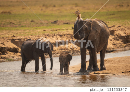 African elephant stands squirting water with calves 131533847
