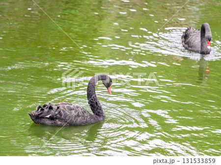 白鳥 スワン ハクチョウ 131533859