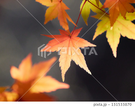 薄暗い背景薄紅色に色づくもみじの葉 131533870