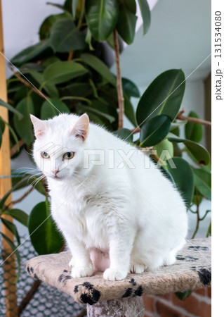 A fluffy white cat is comfortably sitting atop a tall cat tree A fluffy white cat is comfortably sitting atop a tall cat tree 131534080