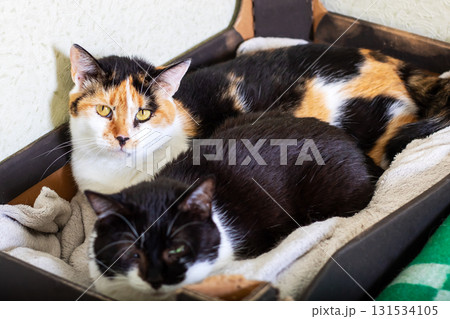 Two calico cats are laying on a blanket inside a cozy box 131534105
