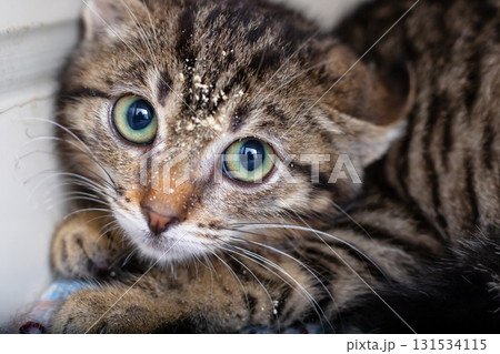 This is a detailed closeup image of a cat showcasing its beautiful green eyes 131534115