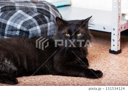 A black cat comfortably laying on the floor next to a soft plaid pillow 131534124