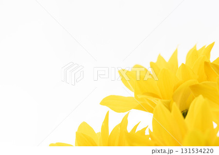黄色のスプレー菊の花を白背景でマクロ撮影01 黄色のスプレー菊の花を白背景でマクロ撮影01 131534220