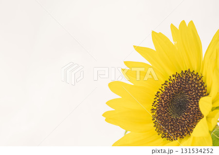 小さな向日葵の花を白背景でマクロ撮影03 小さな向日葵の花を白背景でマクロ撮影03 131534252