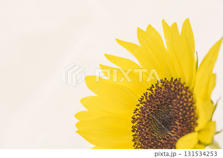 小さな向日葵の花を白背景でマクロ撮影04 小さな向日葵の花を白背景でマクロ撮影04 131534253