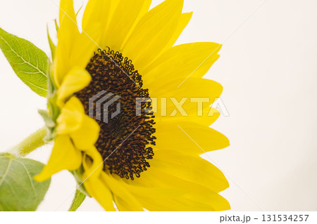小さな向日葵の花を白背景でマクロ撮影08 小さな向日葵の花を白背景でマクロ撮影08 131534257