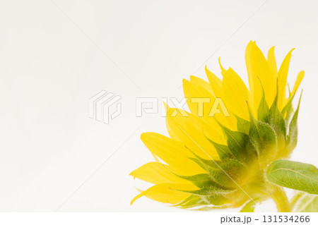 小さな向日葵の花を白背景でマクロ撮影17 131534266