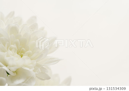 白色の菊の花を白背景でマクロ撮影06 白色の菊の花を白背景でマクロ撮影06 131534309