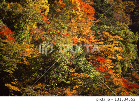 色づいた紅葉の樹木 131534352