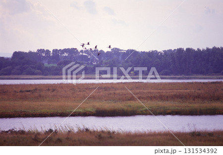 湖と草紅葉の上を白鳥が飛ぶ 131534392