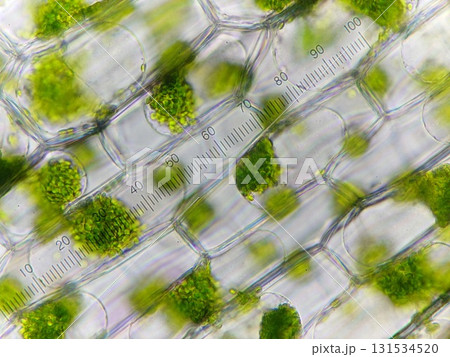 細胞から細胞膜がはがれた様子 細胞から細胞膜がはがれた様子 131534520