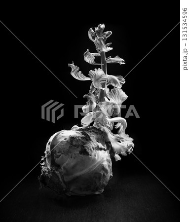 Cabbage sprout sprouted from an old cabbage Cabbage sprout sprouted from an old cabbage 131534596