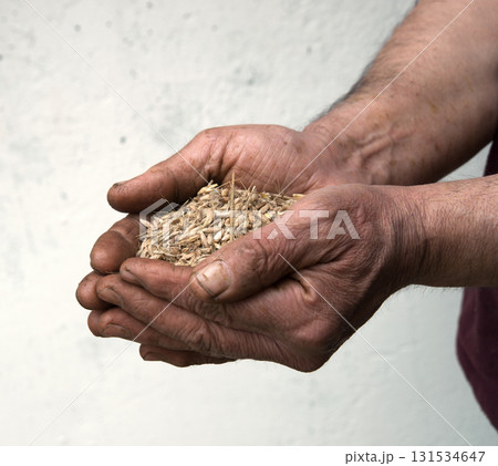 Old hands with wheats 131534647