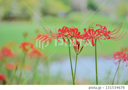 赤い彼岸花と自然の風景 131534676