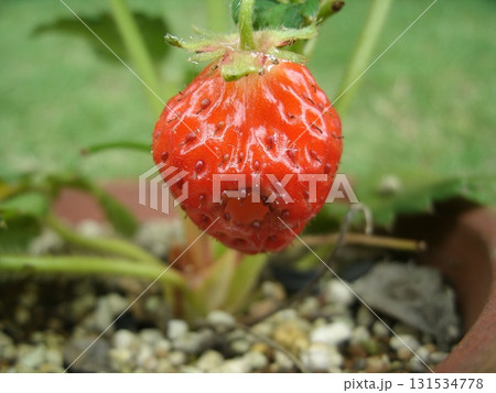 おそらくナメクジによる食害で穴のあいたイチゴの実 131534778