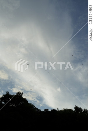 空を飛ぶ鳥 131534968