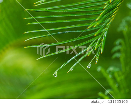 雨の日　濡れるソテツの葉に水滴が光14 131535106