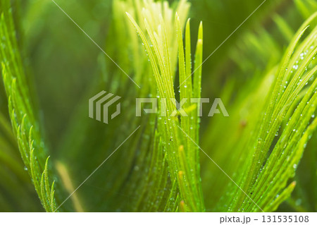 雨の日　濡れるソテツの葉に水滴が光16 131535108