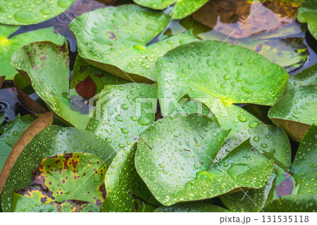 夏の雨降りの池　ハスの葉が水滴に濡れる104 131535118
