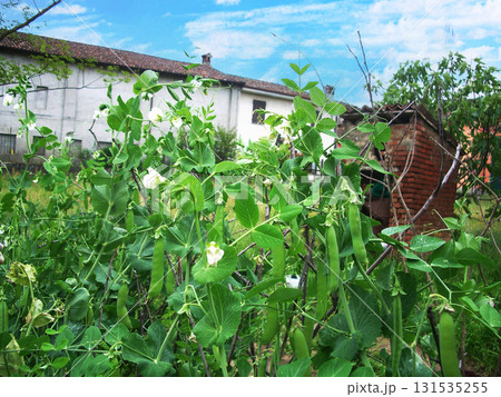 インゲン豆 サヤインゲン いんげん 家庭菜園  131535255