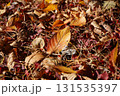 落ち葉の中で 131535397