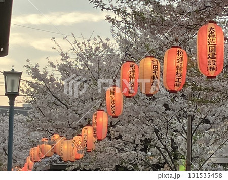 満開の桜と提灯(東京都大田区南馬込) 満開の桜と提灯(東京都大田区南馬込) 131535458