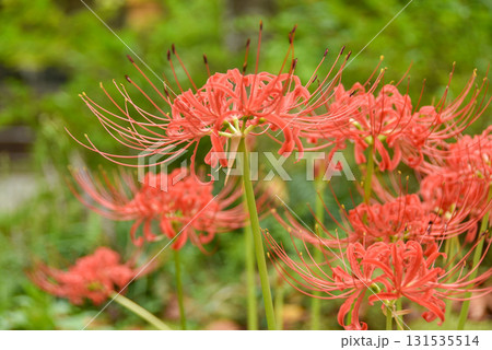 秋の訪れ　秋の野原に咲く彼岸花 131535514