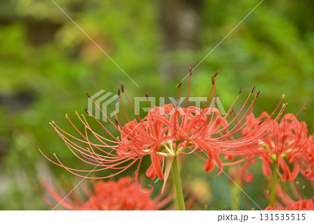 秋の訪れ　秋の野原に咲く彼岸花 131535515