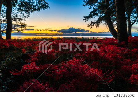 朝日に包まれる彼岸花　琵琶湖源氏浜2025 131535670