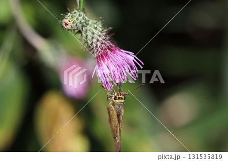 チャバネセセリがアザミの花で吸蜜する瞬間 — 野の命の営み チャバネセセリがアザミの花で吸蜜する瞬間 — 野の命の営み 131535819