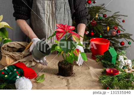 A man transplanting Poinsettia flowers into a new pot near a beautifully decorated Christmas tree, creating a warm, festive atmosphere at home for the holiday season 131535840