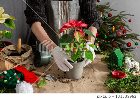 A cozy holiday scene with a man repotting Poinsettia flowers by a Christmas tree, capturing the essence of festive spirit and home gardening during the Christmas season 131535962