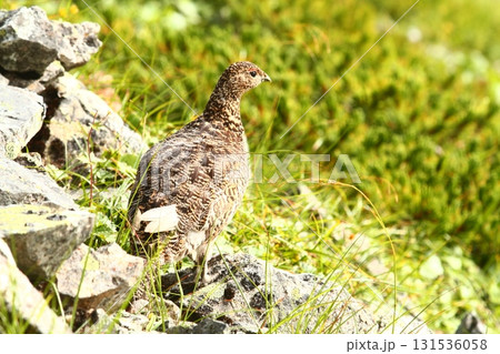 北アルプス 立山 ライチョウ 131536058