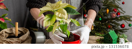 Transplanting vibrant Poinsettia flowers into a new pot, a man works next to a festively decorated Christmas tree, bringing seasonal cheer and home gardening into the holiday celebration, banner Transplanting vibrant Poinsettia flowers into a new pot, a man works next to a festively decorated Christmas tree, bringing seasonal cheer and home gardening into the holiday celebration, banner 131536078