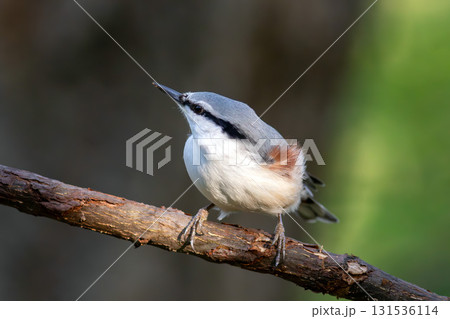 木の枝に止まっているゴジュウカラ 木の枝に止まっているゴジュウカラ 131536114