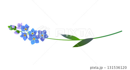 Vintage vector floral element. A branch of blooming forget-me-nots. Spring flowers with blue petals. Clipart for wedding designs, Mother's Day, and Valentine's Day greeting cards. Vintage vector floral element. A branch of blooming forget-me-nots. Spring flowers with blue petals. Clipart for wedding designs, Mother's Day, and Valentine's Day greeting cards. 131536120
